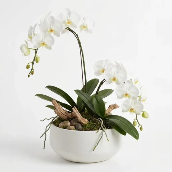 Refined Glow Garden Plant